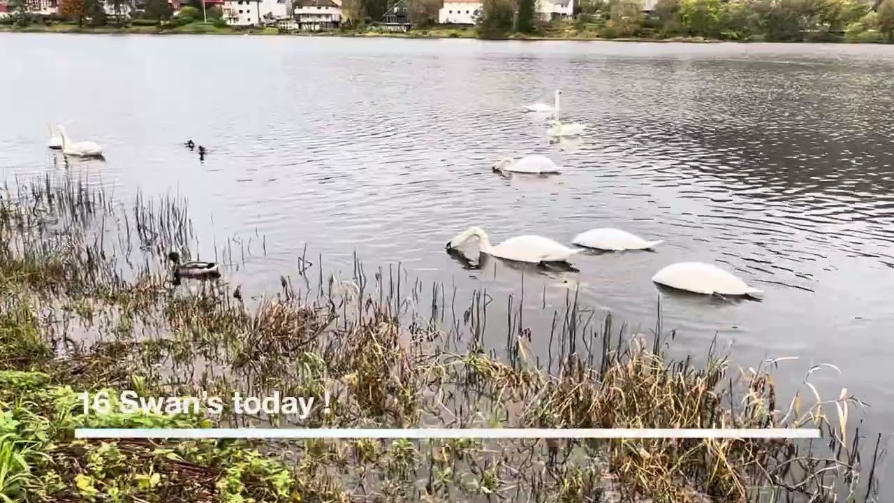 Enjoy this wonderful Lake of Relaxing #swans #october #birdlovers #birdwaching #tveitevannet #bergen