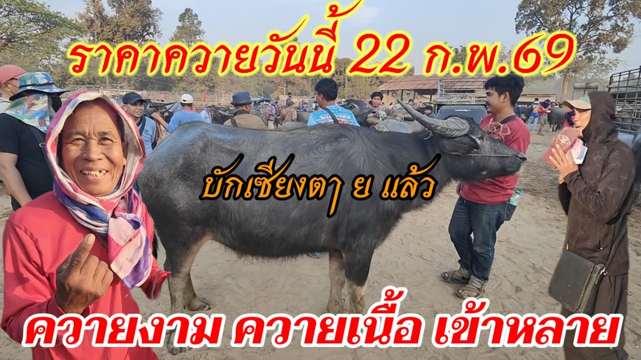 ราคาควายวันนี้ 22ก.พ.69 ควายงาม ควายเนื้อ เข้าหลาย วารินชำราบ อุบลราชธานี