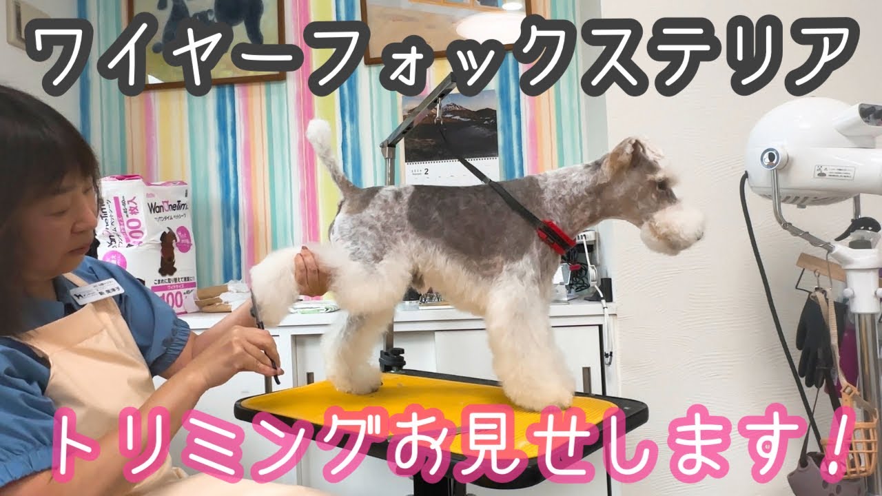 【ワイヤーフォックステリア】トリミングお見せします！