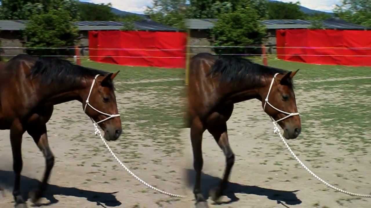 Hal&aacute;pi lovarda, lovasnap 2011., 3D side by side vide&oacute;, 3. r&eacute;sz