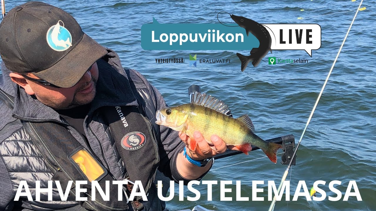 Ahventa uistelemassa