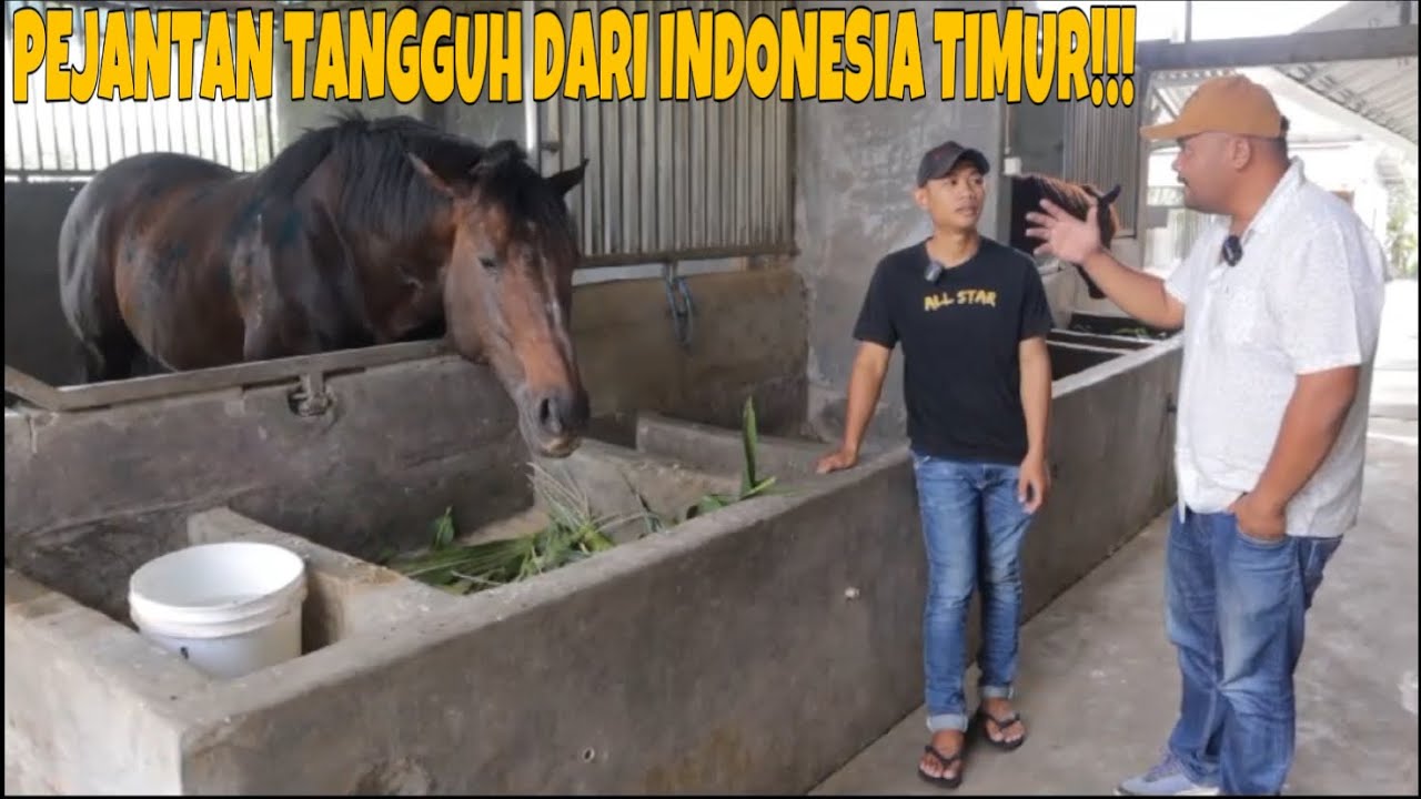 GREBEK ALL STAR STABLE SULUT DAN PEJANTAN TOPNYA MOSHE ADIK DARI BLACK CAVIAR KUDA TOP DARI AMERIKA