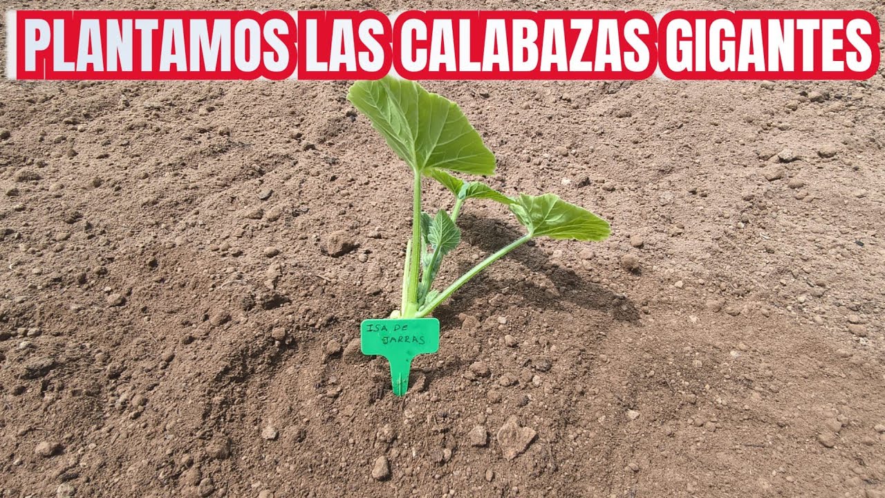 PLANTAMOS LAS CALABAZAS GIGANTES