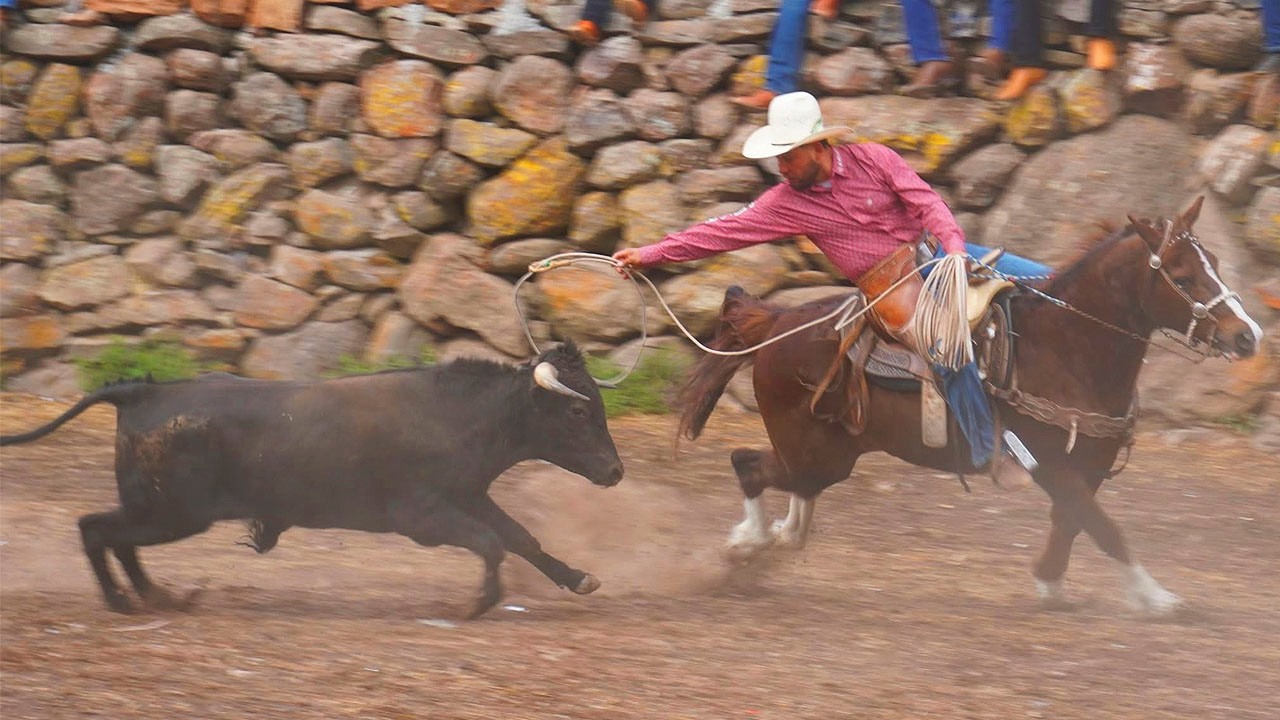 13 TOROS BRAVOS BUSCA CABALLOS!! JARIPEO DEL EJIDO DE  TENDEPARACUA 24 ENERO 2026 DON ANGEL PATIÑO