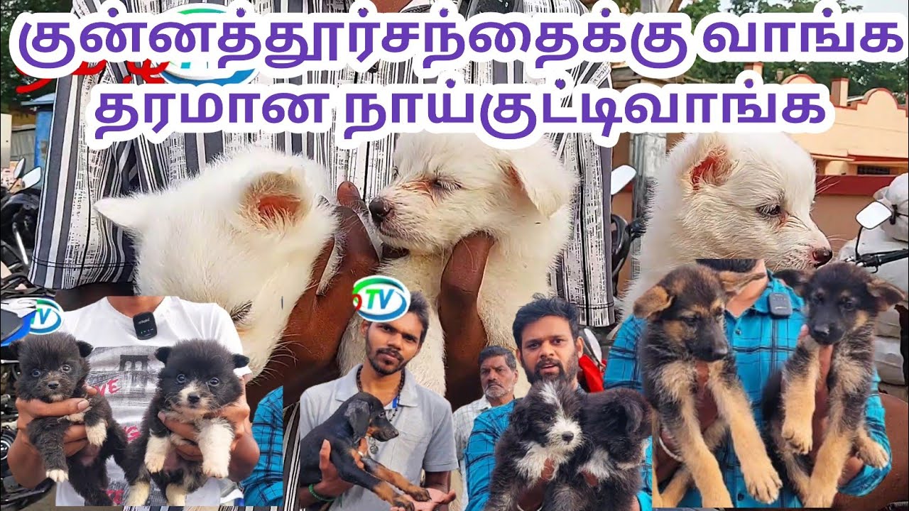 குறைந்த விலையில் நாய்குட்டி வாங்க #kunnathur #dog #god #tamiltv