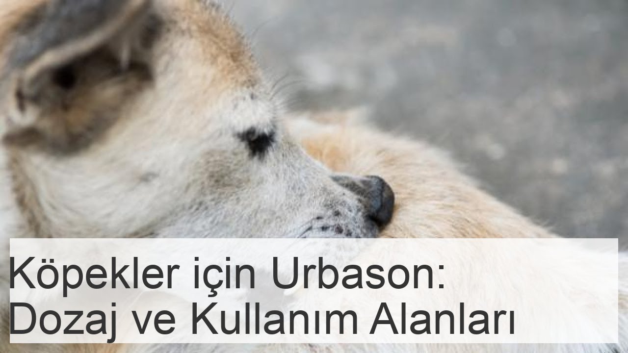 K&Ouml;PEKLER İ&Ccedil;İN URBASON - Dozaj ve Ne İ&ccedil;in