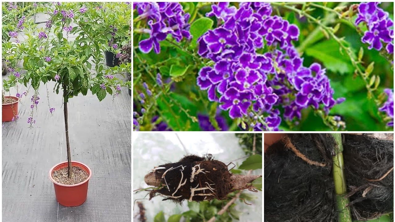 How to propagate duranta by air layering and train a duranta standard tree