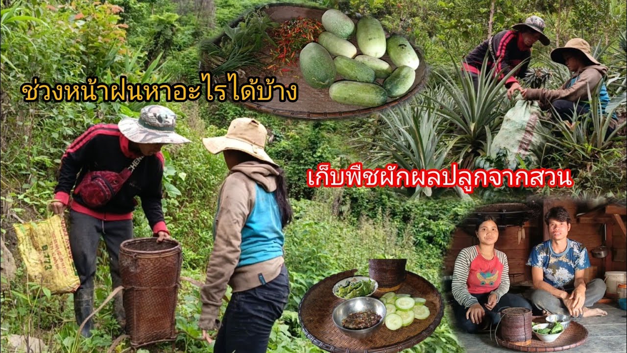 พาเมียเข้าสวน หาเก็บบักแตง เก็บพริกและพืชผักต่างๆ เพื่อเอามาทำกับข้าวที่บ้าน-บ่าวยืง