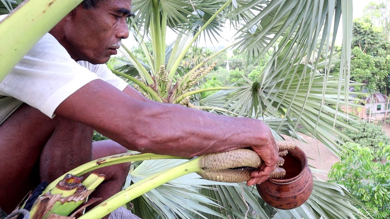 তালের রস উৎপাদনের সম্পূর্ণ পদ্ধতি | How to palm juice is produced - full Method