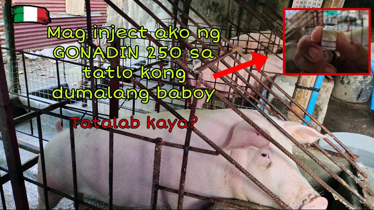GONADIN 250 PARA SA DUMALAGANG BABOY / FARMER SQUAD