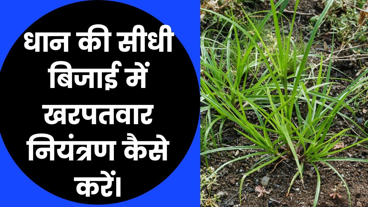 धान की सीधी बिजाई में एक दवा में सभी प्रकार के खरपतवार नियंत्रण करे||  DSR Weed control herbicide