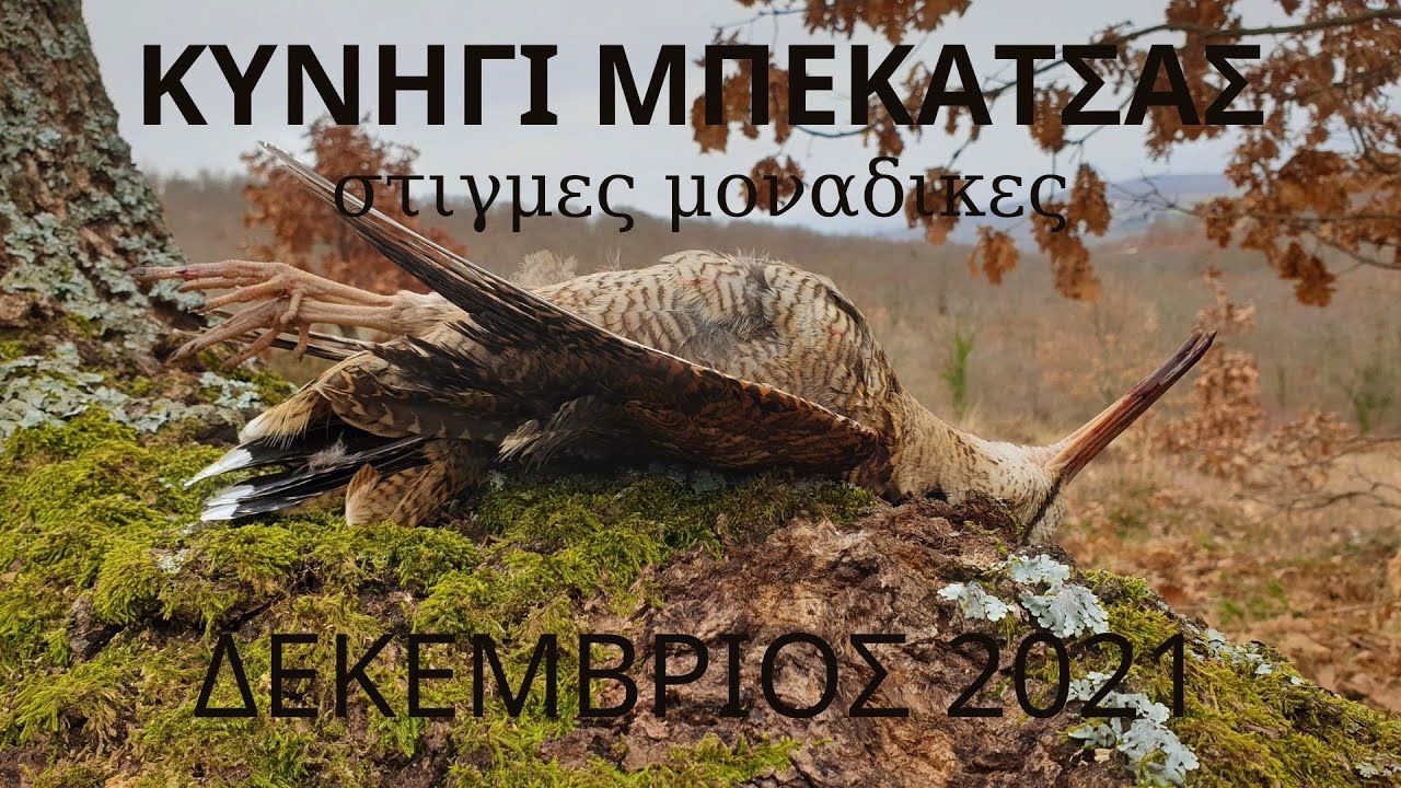 ΚΥΝΗΓΙ ΜΠΕΚΑΤΣΑΣ στιγμές μοναδικές ΔΕΚ 21- WOODCOCK HUNTING-CACCIA ALLA BECCACCIA-BECADA-ÇULLUK AVI