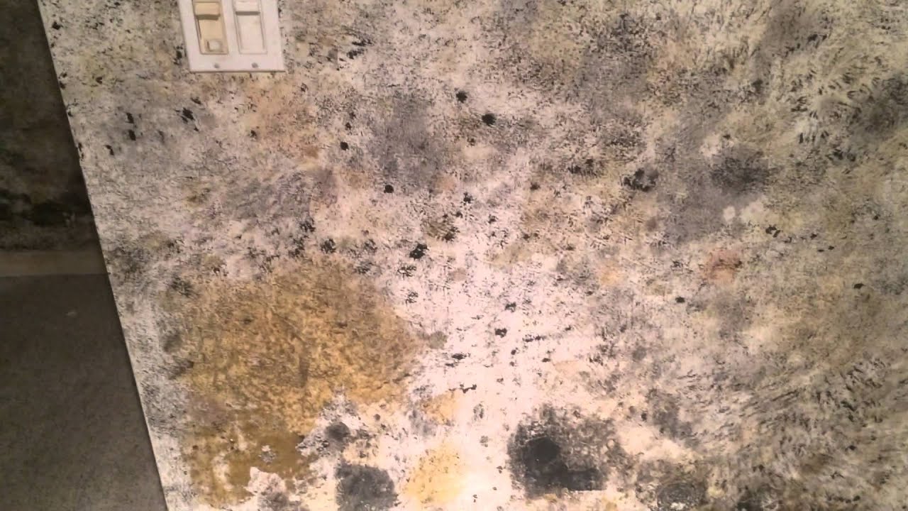 Black Mold Basement Mold Tinley Park, IL