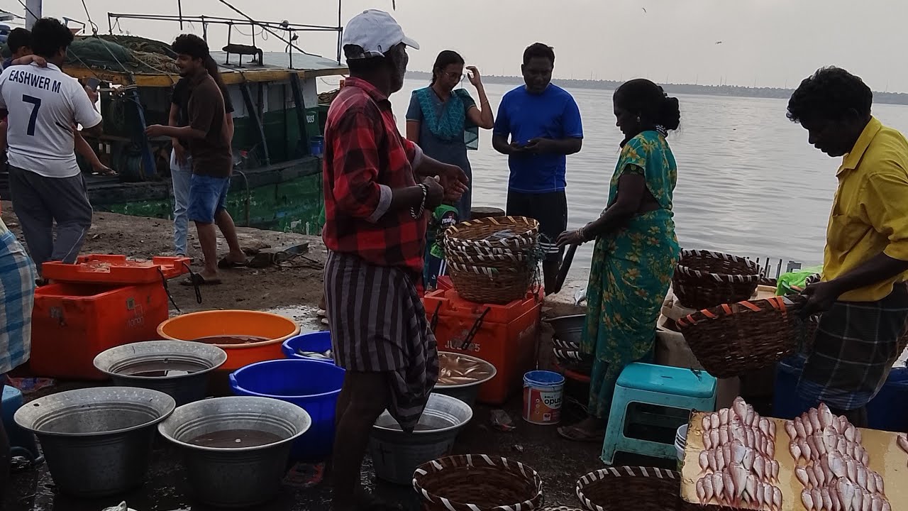 💁🐠 kasimedu fish market 💥#viral #fish #fishing #trending #chennaiyinmeenvlog #vanagaram#kasimedu#fs🐠