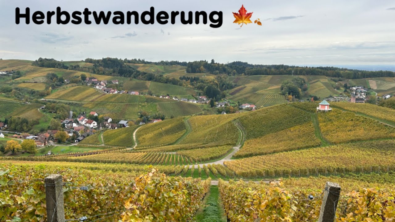 Herbstwanderung im Schwarzwald | in der Weinreben von Waldulm
