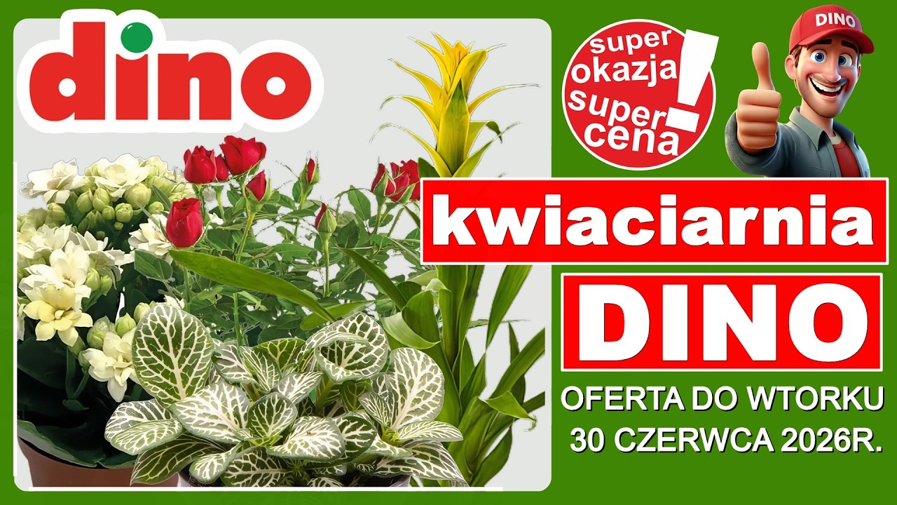 DINO MARKET | Nowa Oferta do Wtorku 30.06.2026 | Tanie Kwiaty w Dino!