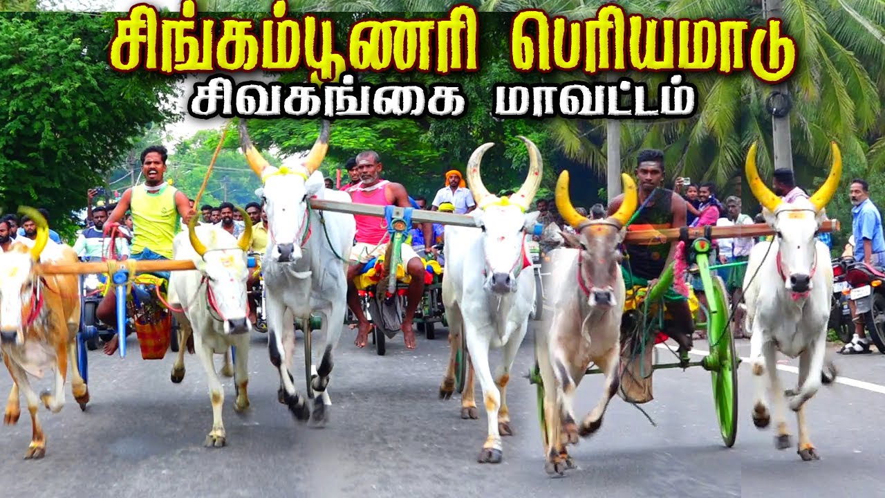 2சிவகங்கை மாவட்டம் சிங்கம்புணரி 40.000 அயிரம் பெரியமாடு பந்தயம் 12.10.2024