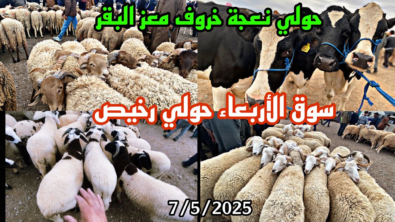 مباشر سوق الأربعاء وجدة حولي غير ألفين درهم خروف صغير زايد حولية نص بنص لي مابغا الخير خوه خبار تالي