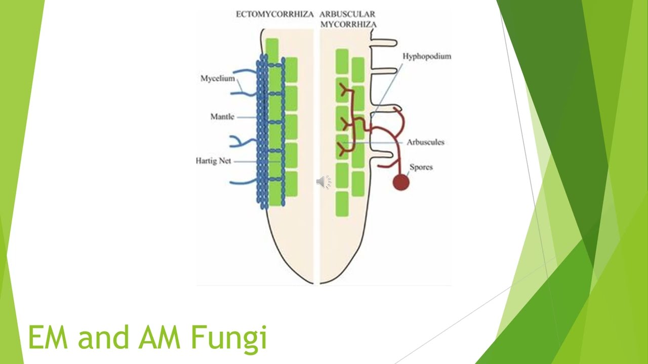 Mycorrhizae's Role In Our Ecosystems - BSPM361 - Vamsi Nalam