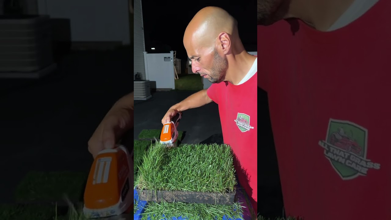 LebanonTurf's Winning Colors Tall Fescue Blend is a high-performing grass seed.#lawnlife
