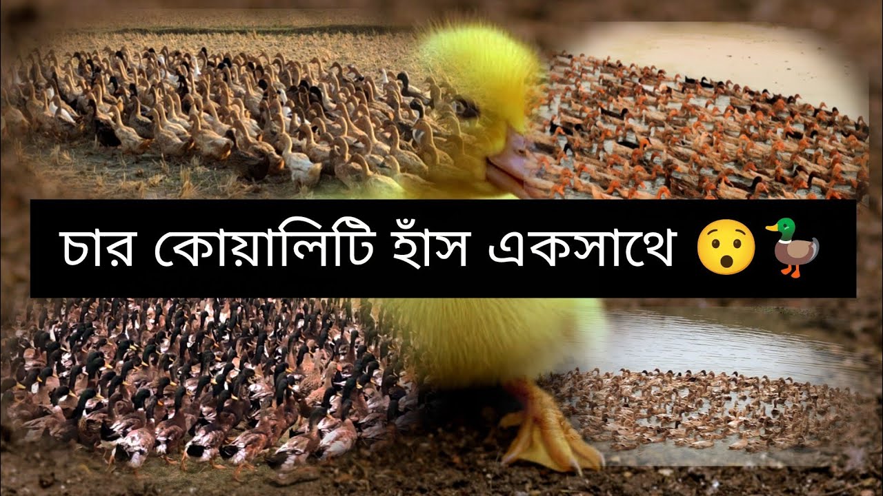চার কেয়ালিটি হাঁস একসাথে 😯🦆 লোকেশন : কুঠুরীকোণা, মদন, নেত্রকোনা 