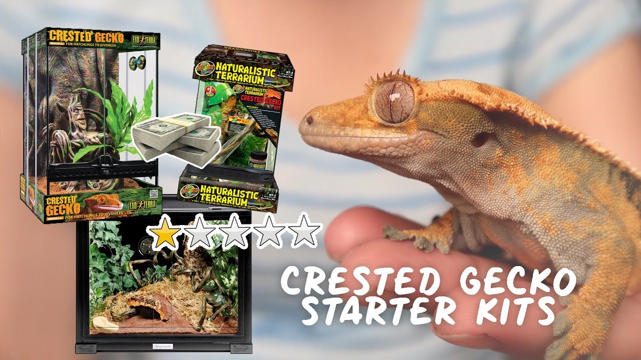 Rating CRESTED GECKO Starter Kits - What They Contain & Are They Worth It?