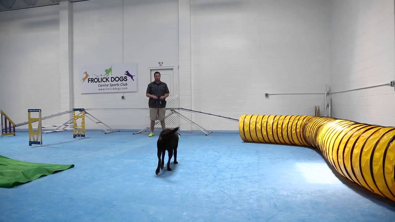 Dog gym? Yes, it's a thing.