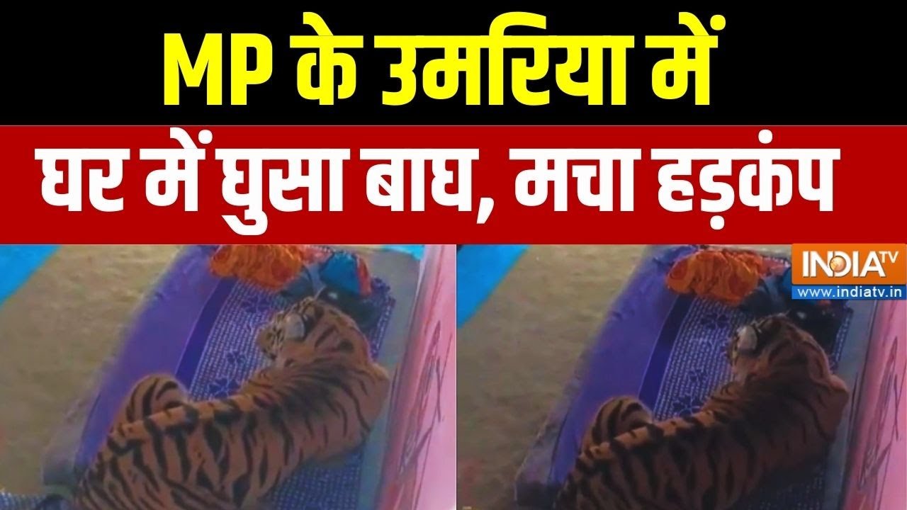 MP News: MP के उमरिया में घर में घुसा बाघ, मचा हड़कंप | Umaria | Tiger | India TV