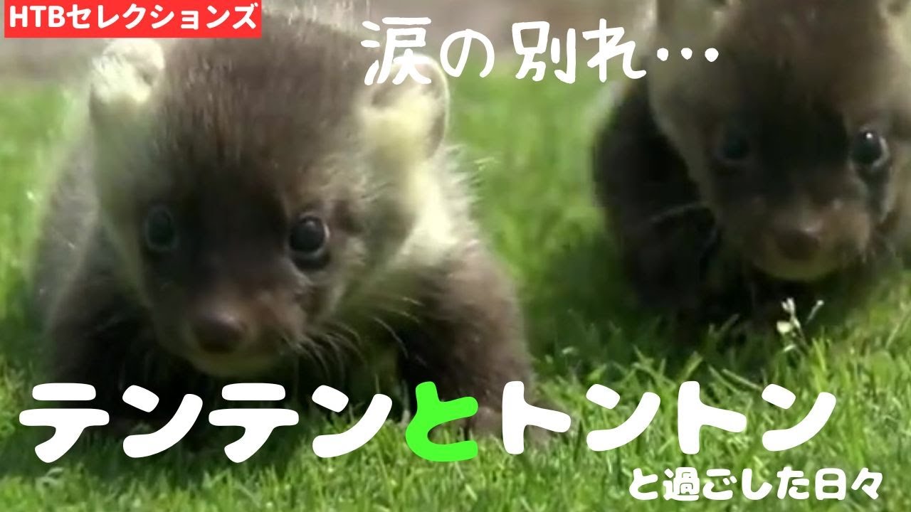 エゾクロテンの双子を拾った夫婦…テンテントントンと暮らした3か月「ずっと一緒にいたいけど…」【HTBセレクションズ】