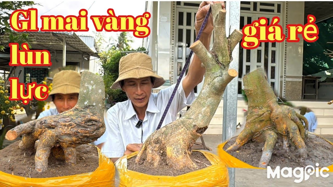 A Bình Zalo 👉 0789498882 v 0704798882 Gl Mai vàng bonsai v cập mai đẹp giá rẻ tại CT.