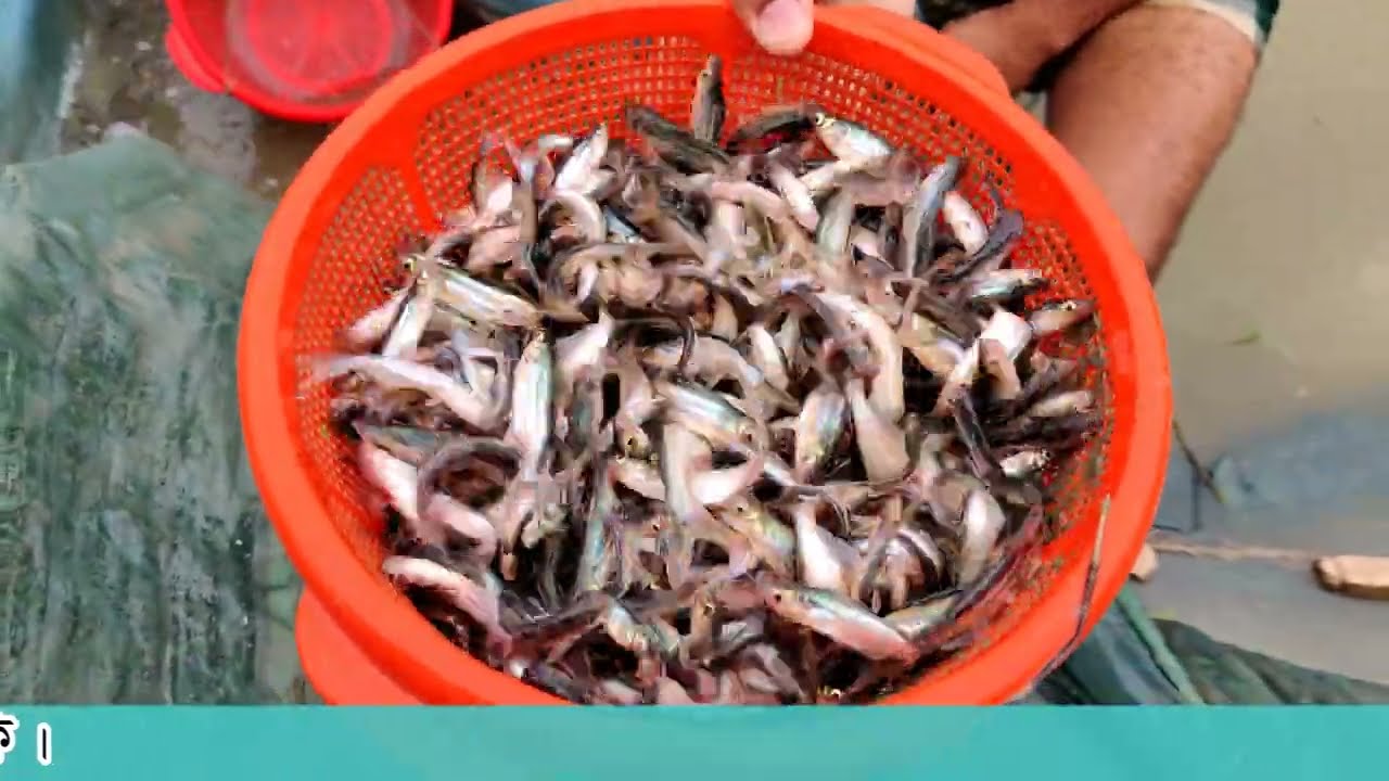 pangas fish tips 2022