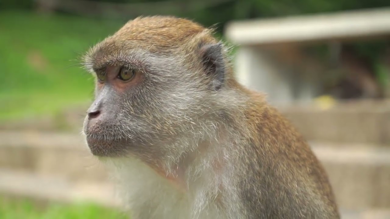 monkey looking around close up slow motion video songkhla thailand