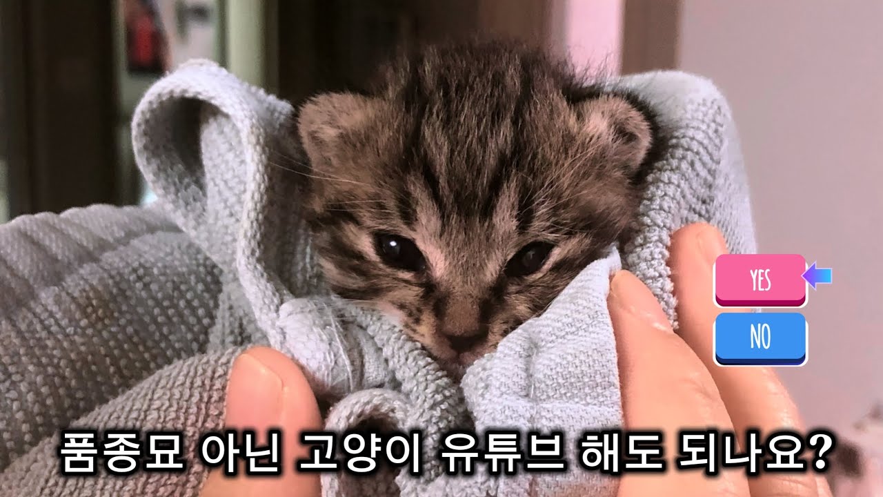 창고에서 이틀동안 혼자 울던 애기냥이가 유튜브를?🐱