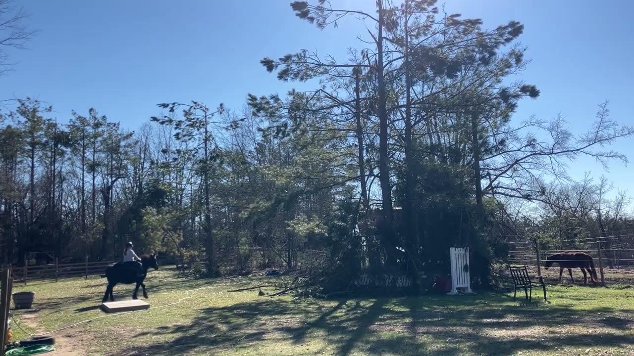 Walking under saddle with Velvet! 