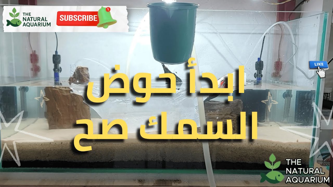 تأسيس حوض طبيعي من البداية للنهاية – تجربة حقيقية بدون تعقيد