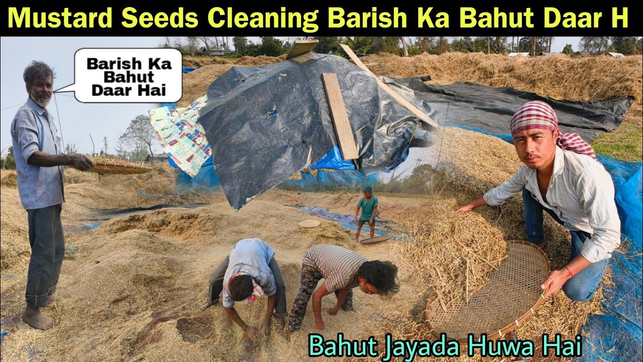 Mustard Seeds Cleaning Barish Ka Bahut Daar Hai - सरसों बहुत ज्यादा हुआ मिला इस बार