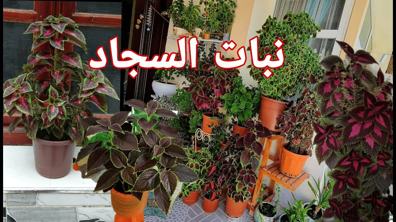 الطريقة الصحيحة لزراعة نبات السجاد مع نصائح العناية بها