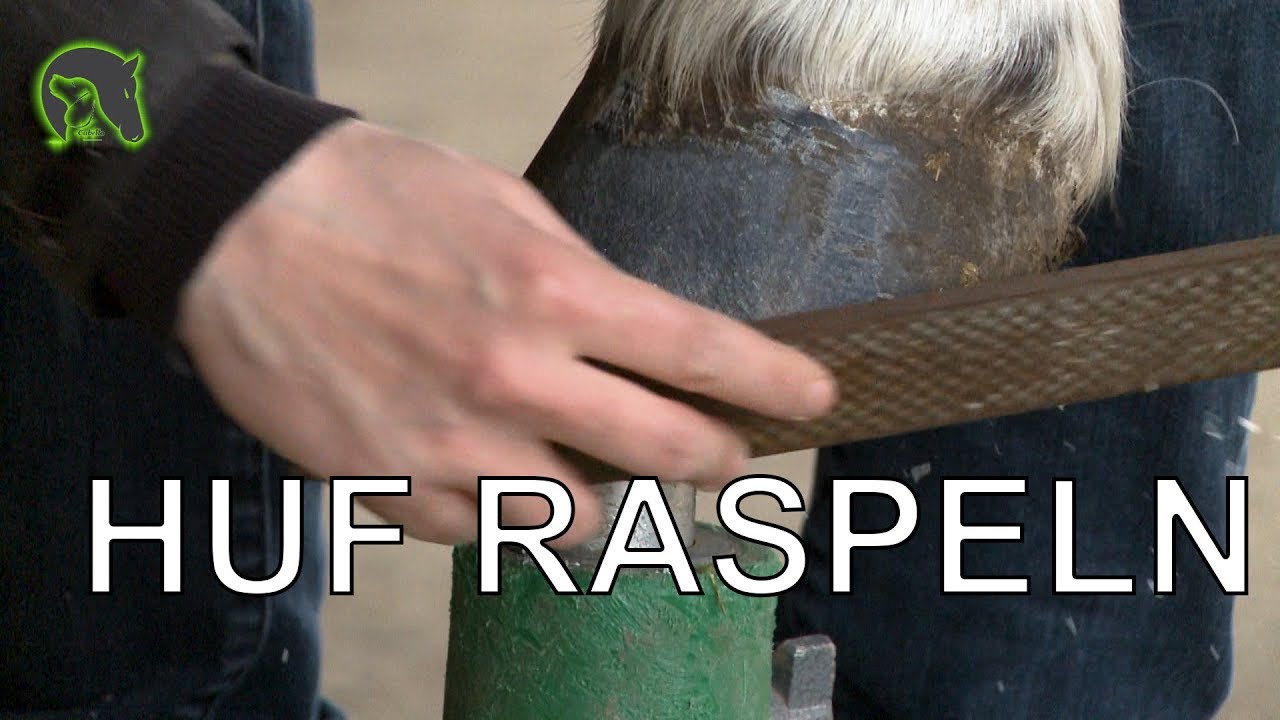HUFE RASPELN ZWISCHEN DEN TERMINEN -