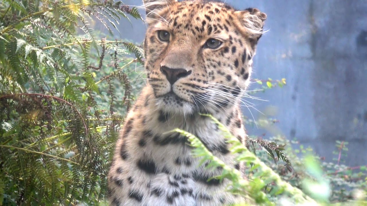 Ołomuniec - ZOO - Morawy