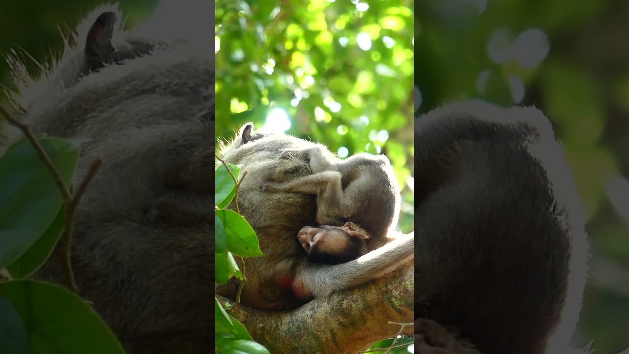 God! Baby monkey Shiloh Cry drama reaction loudly