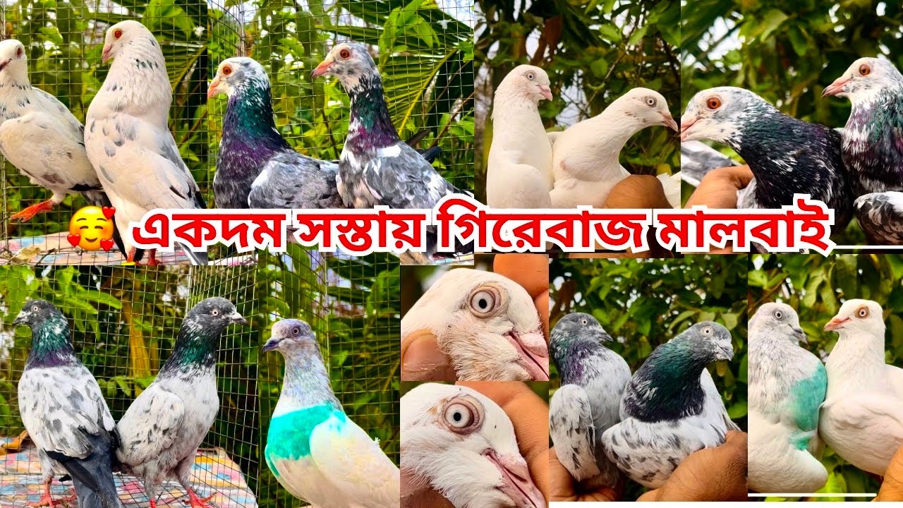 গিরবাজ থেকে মাদ্রাস মালবাই একদম সস্তায় তারাতারি কিনুন 🥰9330462010 ।@alok_shah ।