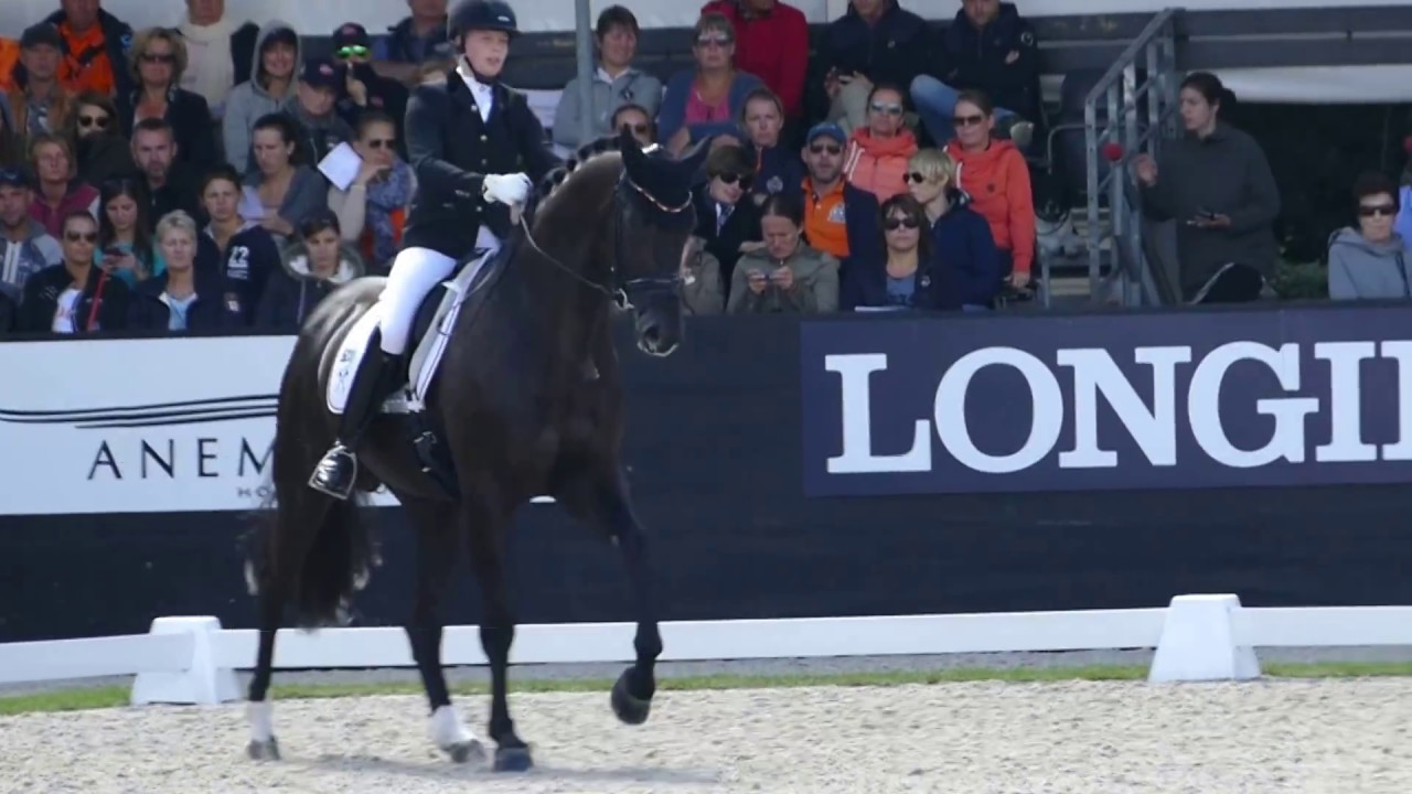 Don Martillo at CH-M-D YH Final for 5 year old horses