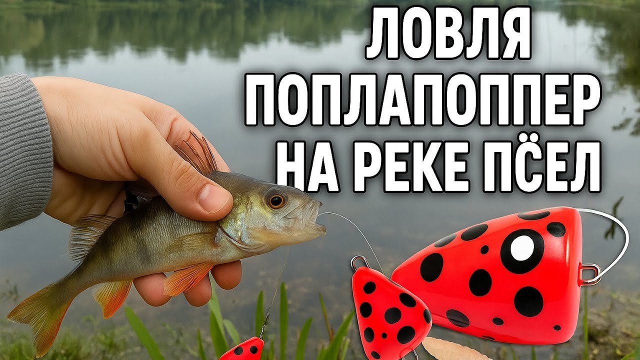РЫБАЛКА НА ПОПЛА ПОППЕР НА РЕКЕ ПСЁЛ !!!