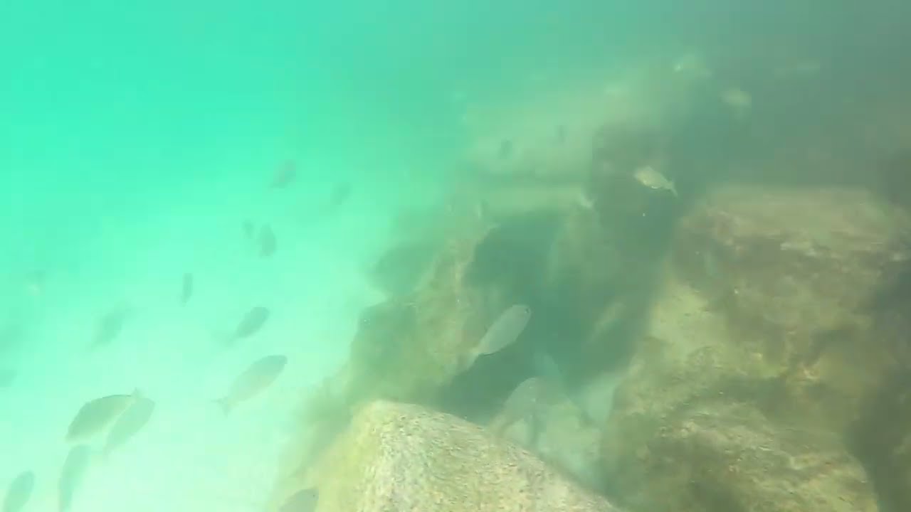 Stripped Mullet School