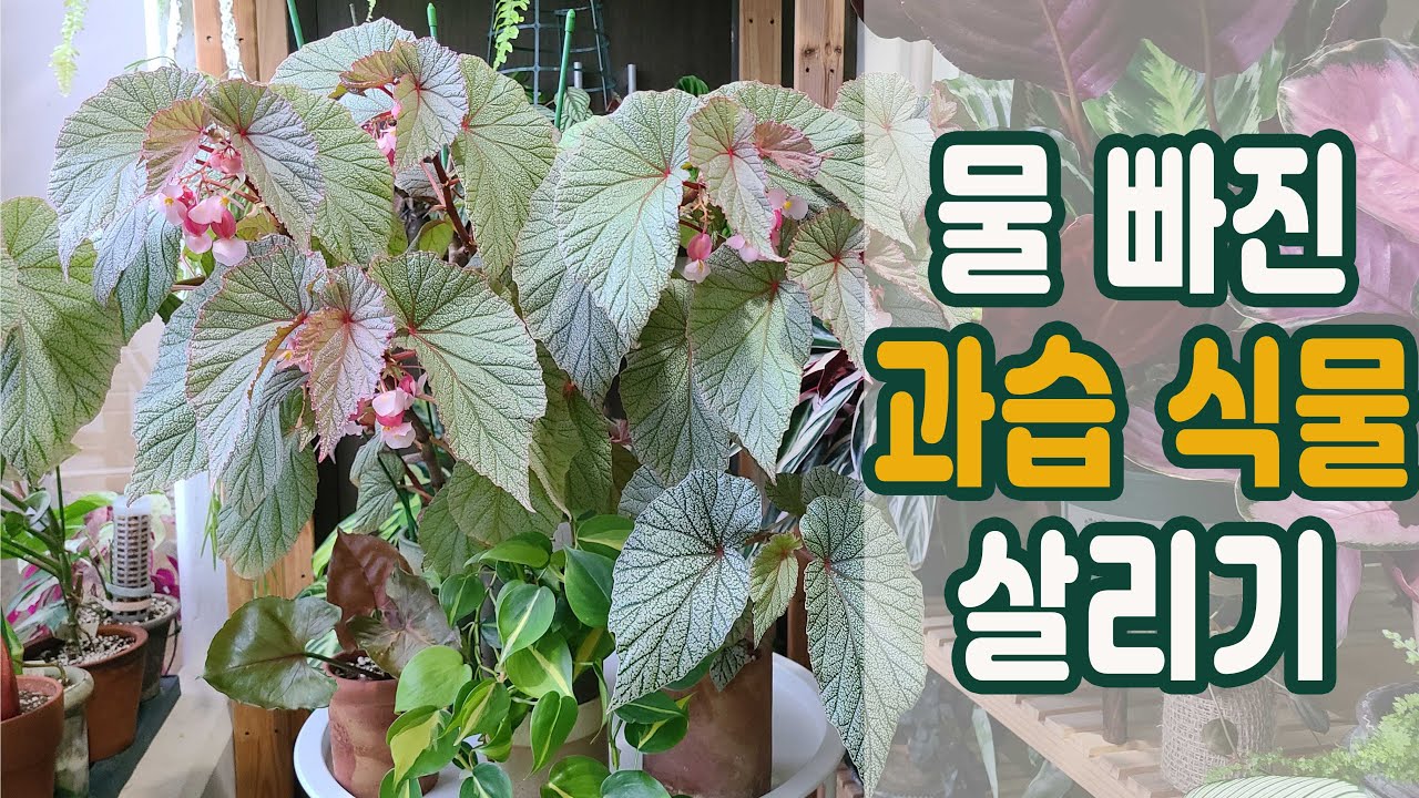 싱고니움, 베고니아 과습 식물 살리기/ 이유와 뿌리 증상 해결방법 / 완벽히 회복한 모습까지! 시든 식물도 다시보자!