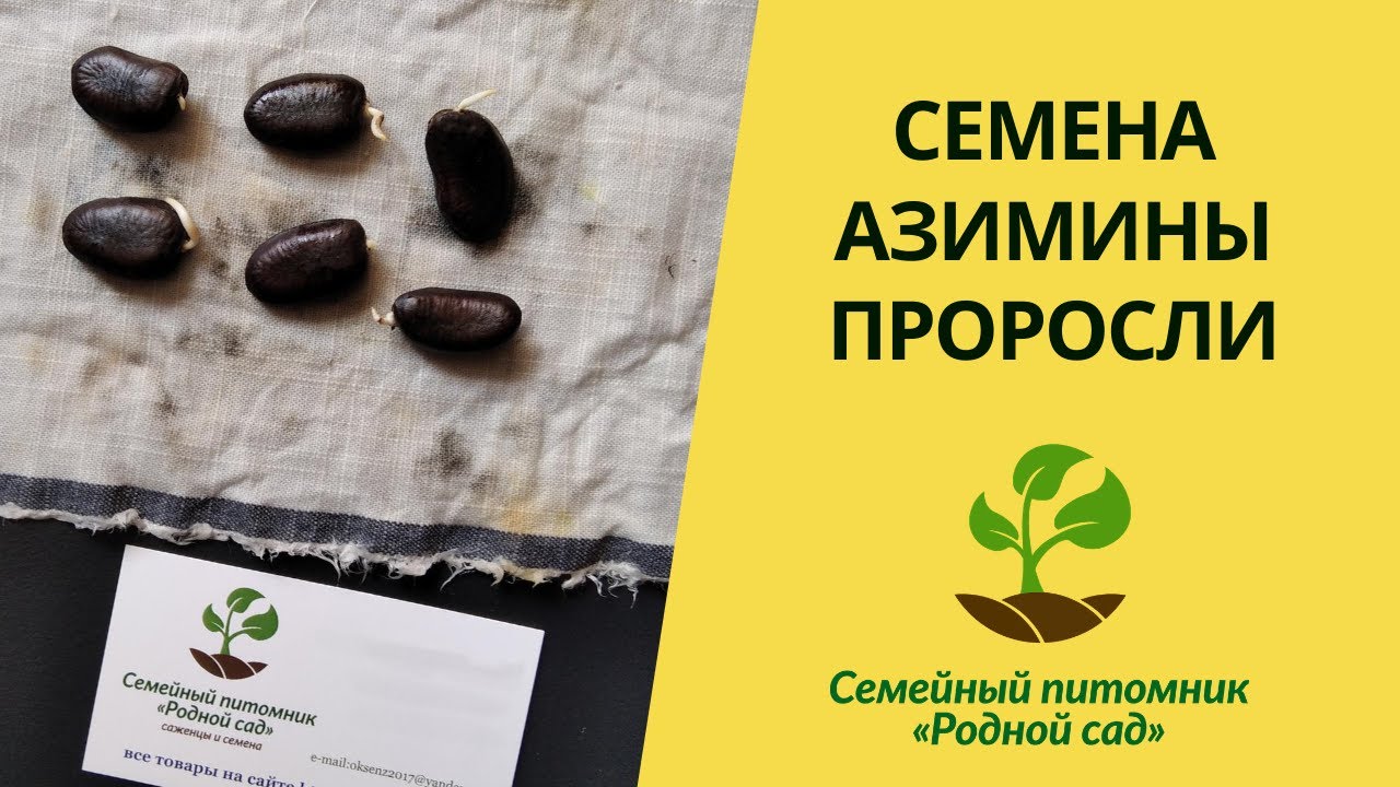 Семена азимины проросли. Азимина выращивание в Украине из семян.