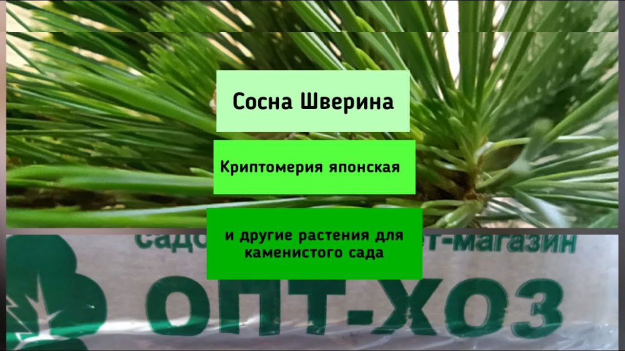 Сосна Шверина, Криптомерия японская и другие растения для каменистого сада.