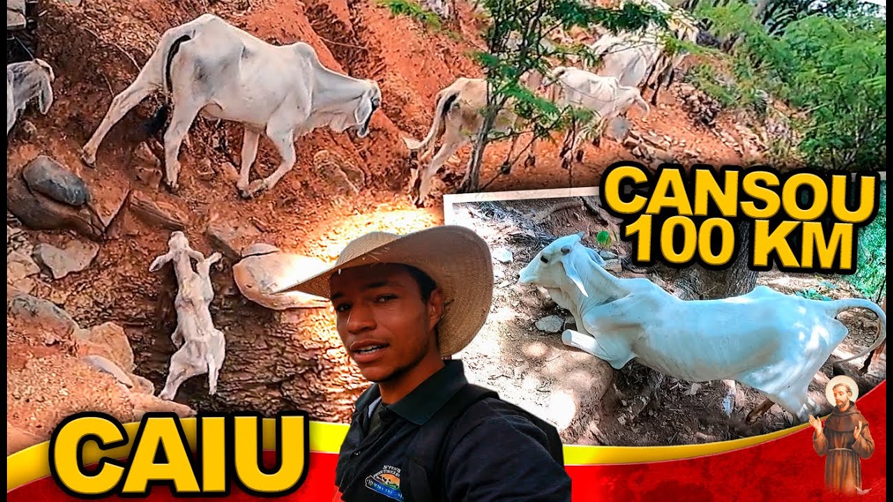 Lida Bruta Com Gado Nelore 100KM