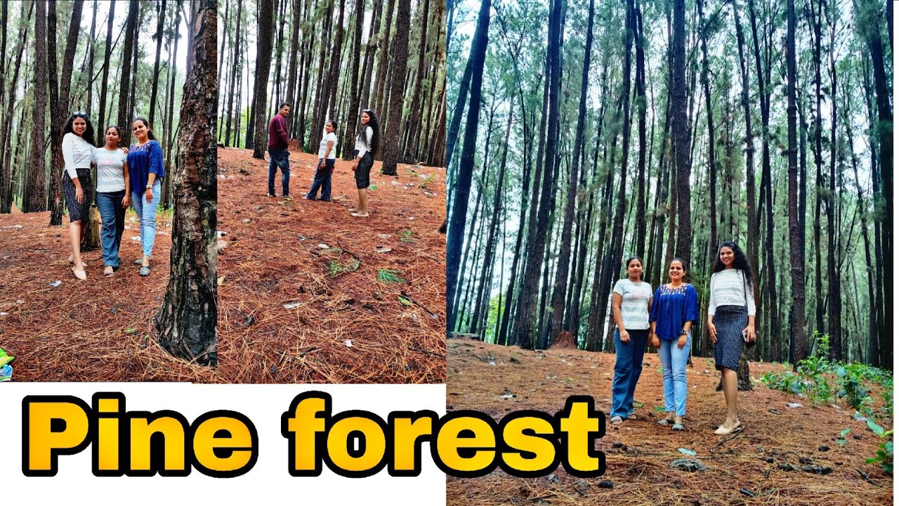 Pine forest koraput|| Best place in koraput 🌸 #koraput #koraputpineforest #bestplaces 