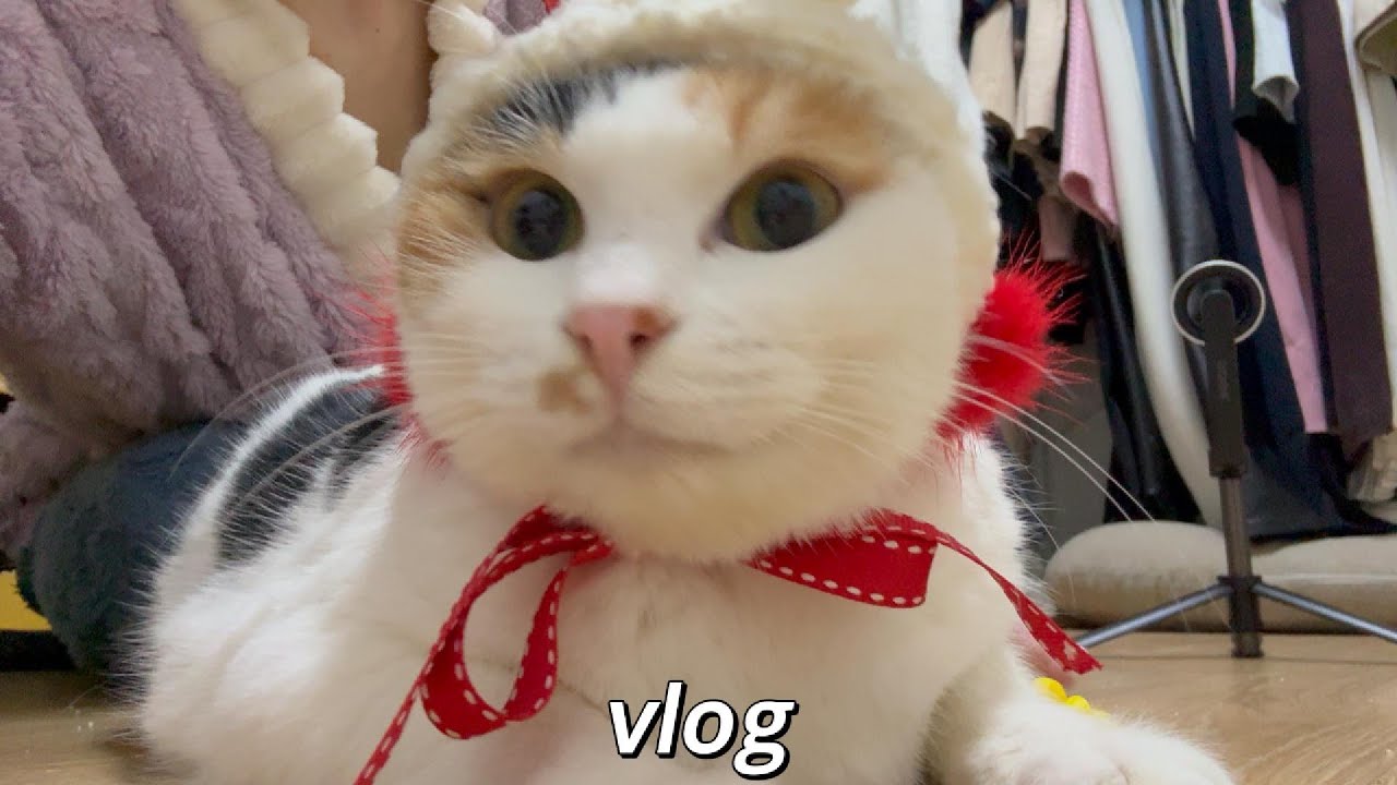 [vlog] 삼냥이의 일상, 고양이 합사 3개월차, 🐈+🐈🐈 성묘합사, 식자재마트 장보기, 오이고추무침 만들기